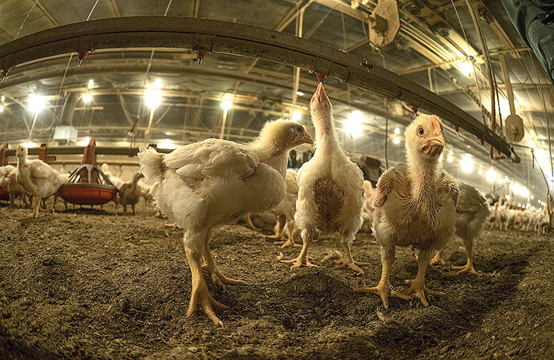 Chickens in poultry house